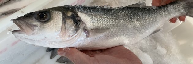Cornish Wild Sea Bass (Filleted)