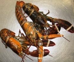 Frozen Lobster Bodies 1KG