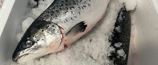 Whole Salmon 2-3KG (Offer)
