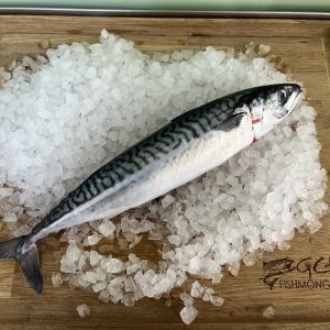 Large Scottish Mackerel Approx 500g Each