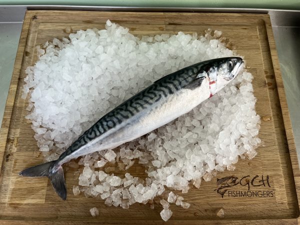 Large Scottish Mackerel Approx 500g Each